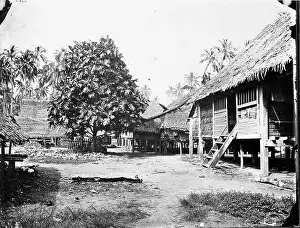 Breadfruit: Bread Fruit Tree, Ki Dulan, Indonesia