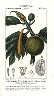 Breadfruit: Breadfruit, Artocarpus altilis