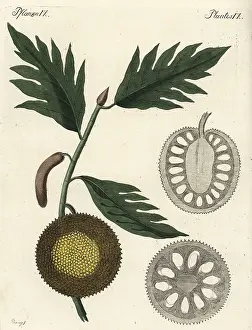 Breadfruit: Breadfruit, Artocarpus altilis, with ripe fruit and sections