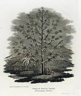 Breadfruit: BREADFRUIT TREE