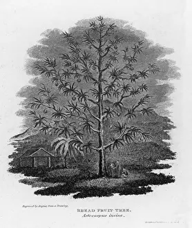Breadfruit: BREADFRUIT TREE