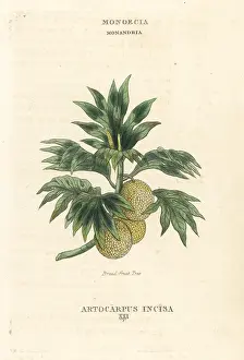 Breadfruit: Breadfruit tree, Artocarpus altilis