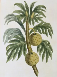 Displayed: Breadfuit: Artocarpus incisus. Tree with fruit