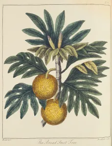 Slaves: Breadfuit: Artocarpus incisus. Tree with fruit