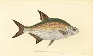 Bream: Bream, Abramis brama