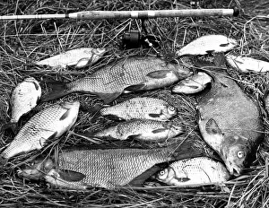 Bream: BREAM CATCH