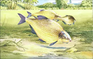 Bream: Bream