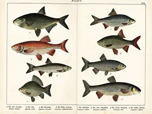 Bream: Bream, ide, Crucian carp, rudd, roach, chub and dace