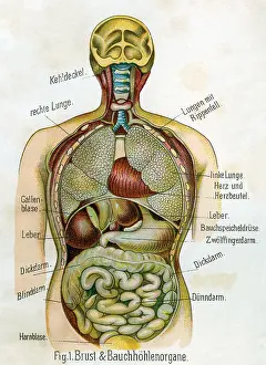 Chopped: Breast and organs of the abdominal cavity, 1902
