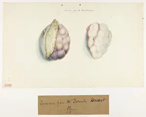 Tumour: Breast: Tumour