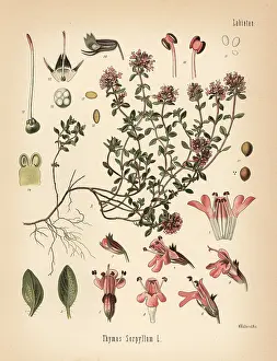 Thyme: Breckland thyme or wild thyme, Thymus serpyllum