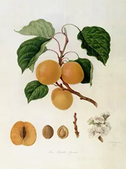 Linnaeus: Breda Apricots