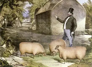 Giles: Breeder and Rams