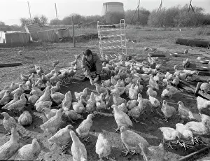 Permanent: Breeding broilers near Chernobyl Nuclear Power