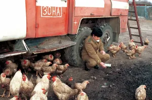 Concrete: Breeding broilers near Chernobyl Nuclear Power