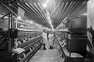 Operator: Breeding Poultry House