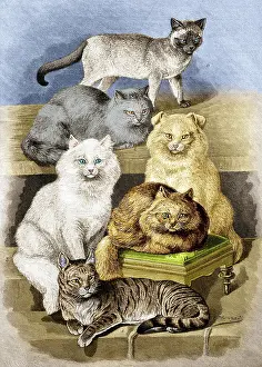 Siamese: Breeds of Cats, 1897