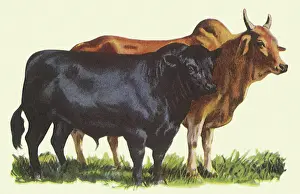 Recognized: Two Breeds of Cattle