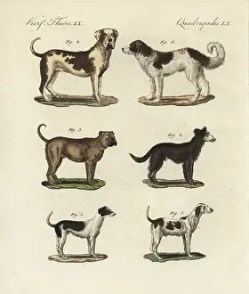 Mastiff: Breeds of dogs