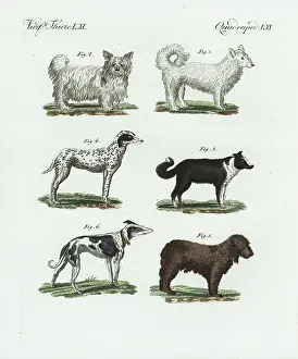 Bertuchs: Breeds of dogs