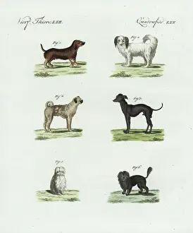 Bertuchs: Breeds of dogs