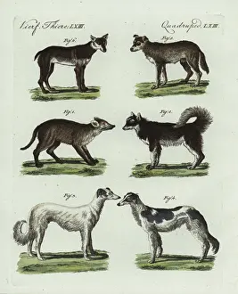 Borzoi: Breeds of dogs