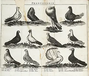 Fancier: Twelve breeds of pigeon