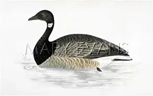 Bernicla: BRENT GOOSE