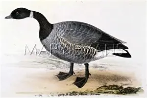 Bernicla: BRENT GOOSE