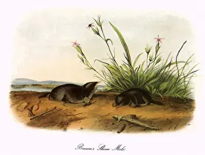 Shrew: Brewer's Shrew Moles