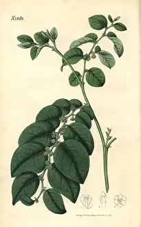 Couchman: Breynia fruticosa