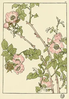Briar: Briar Rose