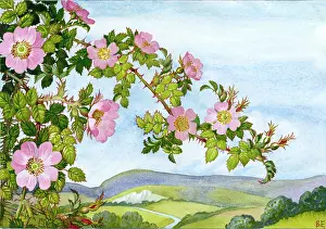 Briar: Briar Rose with Sussex Downs behind