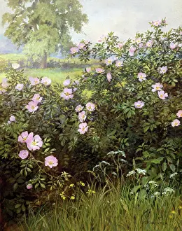 Briar: Briar Roses ? in landscape