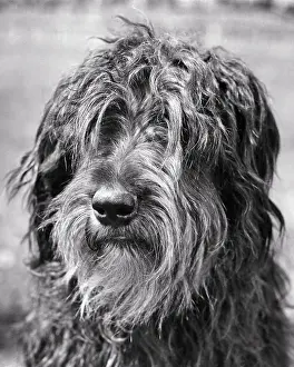 Pooch: Briard Dog