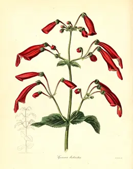 Maund: Brick-coloured gesnera, Gesnera lateritia