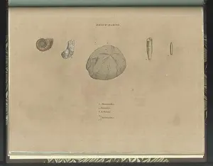 Depictions: Brick Earth fossils