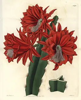 Ridgway: Brick-red hybrid cactus, Disocactus jenkinsonii