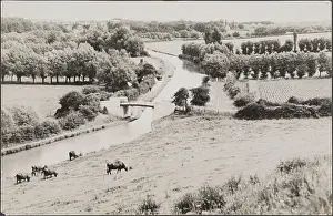 Cows: Bridge Over Grand Union Canal, Globe Lane, Leighton Buzzard