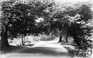 Dappled: Bridle Path on Hampstead Heath