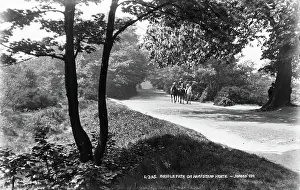 Imagine: Bridle Path on Hampstead Heath