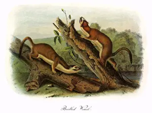 Halves: Bridled Weasels
