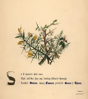 Gorse: Briers, Furzes, Gorse and Thorn