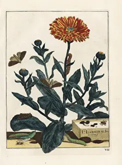 Patula: Bright-line brown-eye moth on marigold flower
