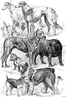 Wolfhounds: The Brighton Dog Show 1890