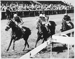 Bally: BRIGHTON HORSE RACING