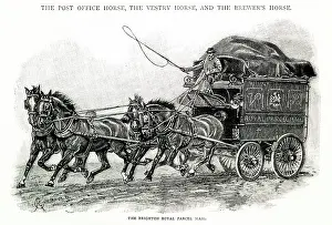 Hoses: Brighton Royal Parcel Mail