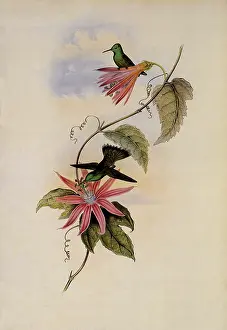 Emerald: Brilliant-Fronted Emerald, Thaumatias Nitidifrons