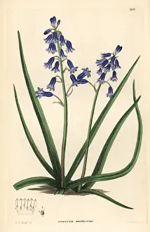 Amethystina: Brimeura amethystina