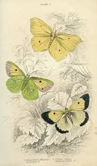 Brimstone: Brimstone Butterflies